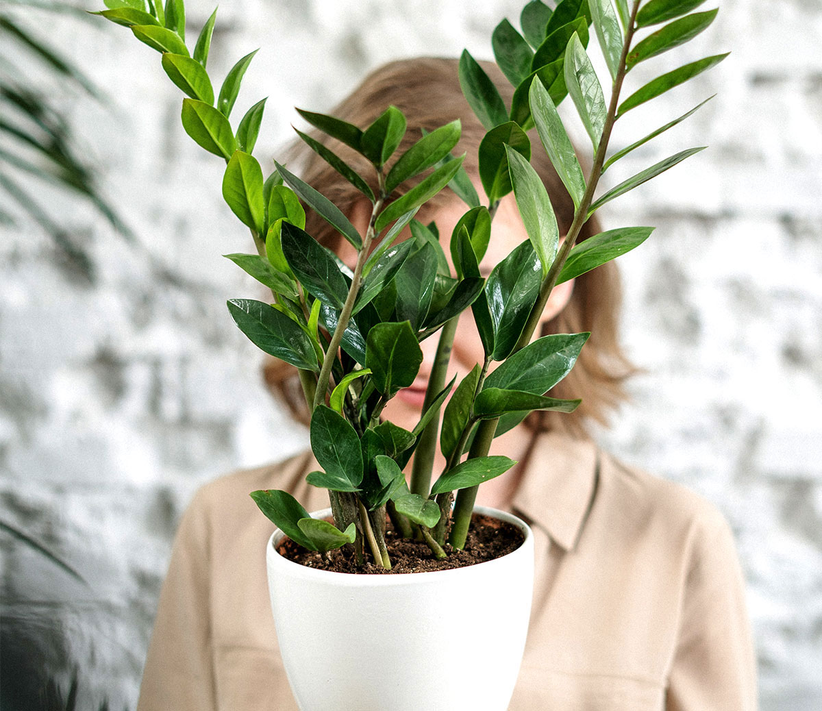Plant product-46